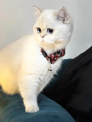 Pisica British Shorthair - imagine 4