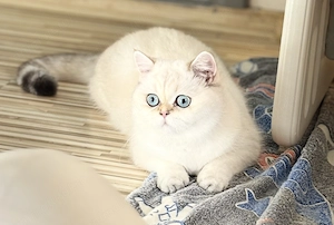 Pisica British Shorthair - imagine 3