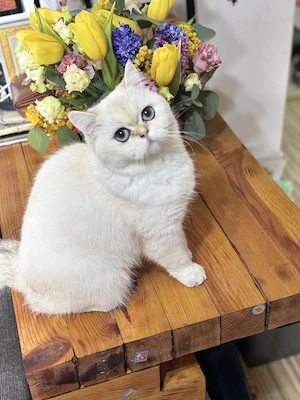 Pisica British Shorthair - imagine 2