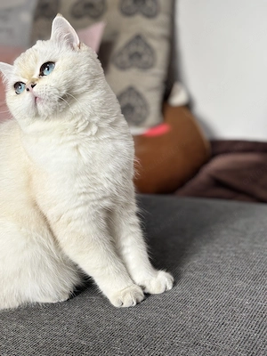 Pisica British Shorthair