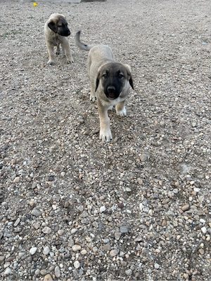 Căței ciobănești kangal - imagine 5