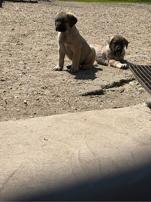 Căței ciobănești kangal - imagine 3
