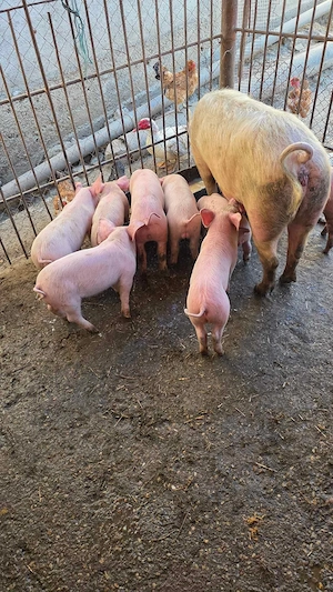 Vând purcei de 8 săptămâni 