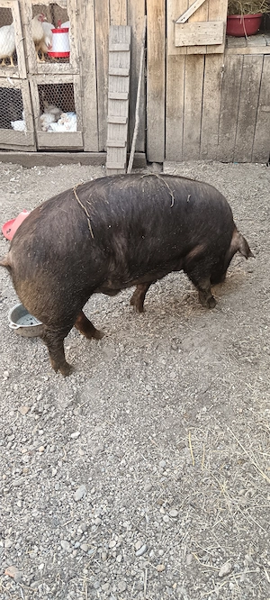 Vând porc urgent ......... - imagine 2