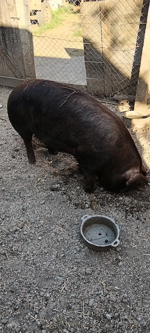 Vând porc urgent ......... - imagine 5