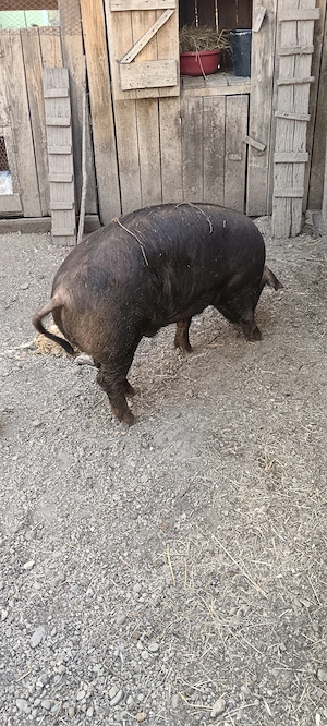 Vând porc urgent ......... - imagine 4