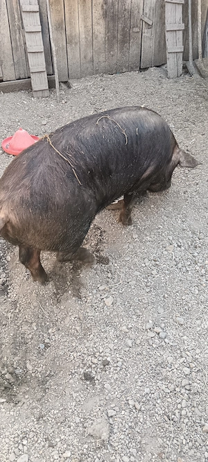 Vând porc urgent .........