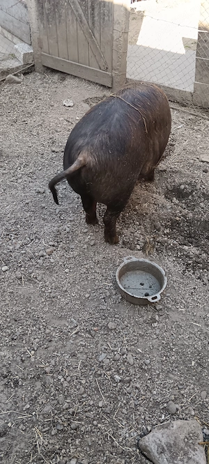 Vând porc urgent ......... - imagine 3