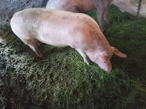 purcea gestantă 