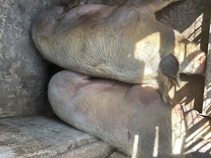 Porci petrain de vanzare, crestuti doar natural