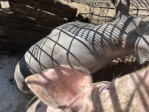 Porci petrain de vanzare, crestuti doar natural - imagine 3