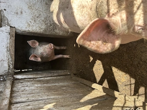 Porci petrain de vanzare, crestuti doar natural - imagine 2