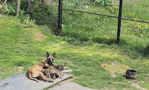 Pui ciobanesc belgian malinois