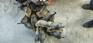 Pui ciobanesc belgian malinois - imagine 2