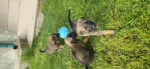 Pui ciobanesc belgian malinois - imagine 3