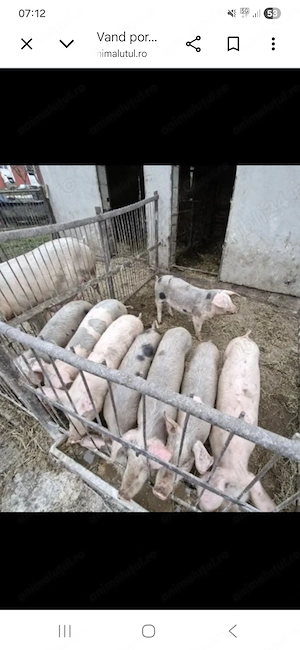 Vând purcei 35-40 de kg,rasa pietran cu landrace.