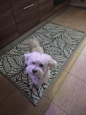 Bichon Maltez Bucuresti - imagine 2