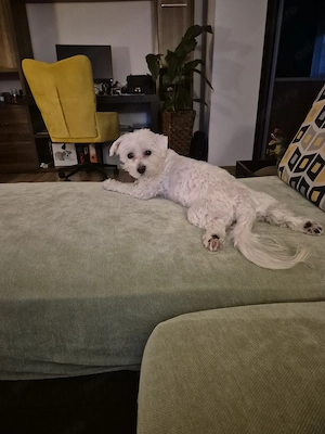 Bichon Maltez Bucuresti - imagine 5