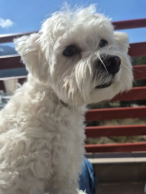 Bichon Maltez Bucuresti - imagine 3