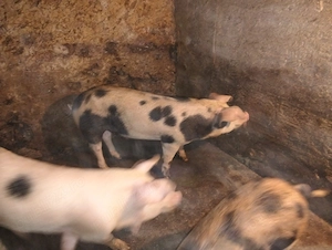 Vând 2 porci de 80 kg  - imagine 2