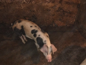 Vând 2 porci de 80 kg 
