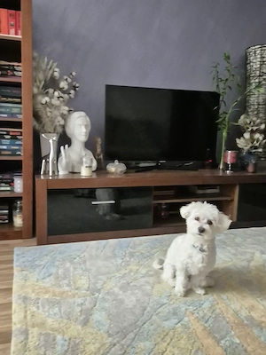 Bichon Maltez Bucuresti - imagine 4