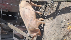 Vând porci