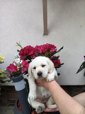 labrador retriever 