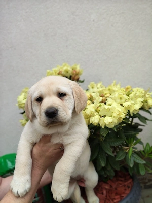 labrador retriever 