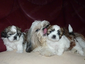Căței Shih Tzu frumoși