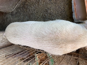 De vânzare porc 150-170kg