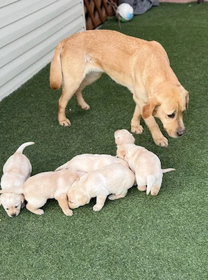 Vand mascul Labrador Retriever!!!!!!!!