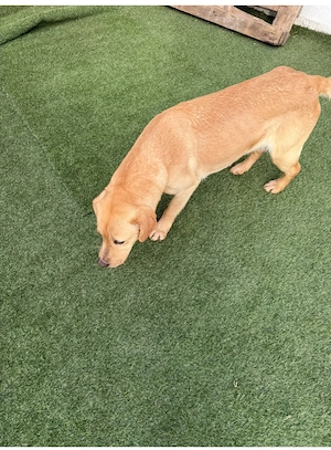 Vand mascul Labrador Retriever!!!!!!!! - imagine 3