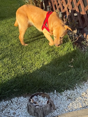Vand mascul Labrador Retriever!!!!!!!! - imagine 2