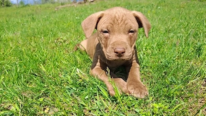 amstaff căței  - imagine 3