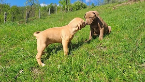 amstaff căței  - imagine 4