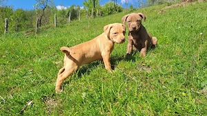 amstaff căței  - imagine 5