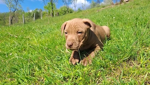 amstaff căței  - imagine 2