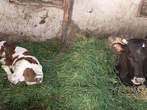 vaca cu vițel  - imagine 2