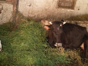 vaca cu vițel  - imagine 3