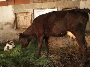 vaca cu vițel 