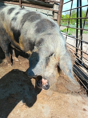Porc de vanzare - imagine 3