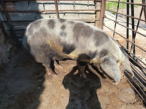 Porc de vanzare - imagine 2