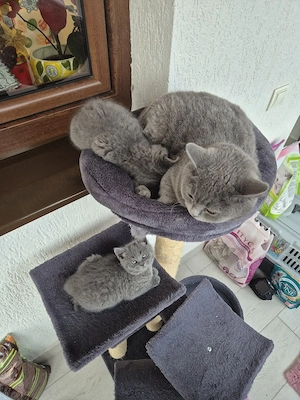 vand pui British Shorthair  - imagine 4