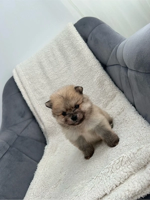 Baietel Pomeranian  - imagine 2