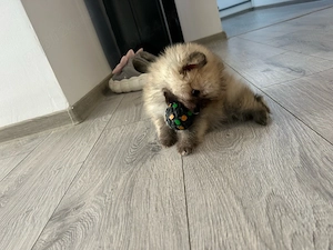 Baietel Pomeranian 