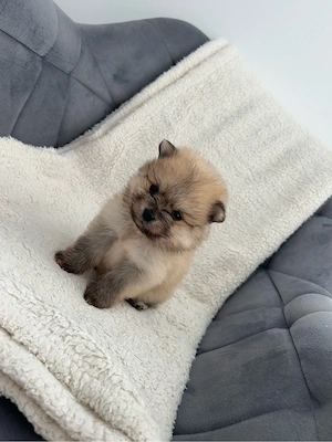 Baietel Pomeranian  - imagine 3