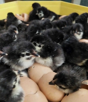 pui si oua de rasă australop pentru incubat Suceava