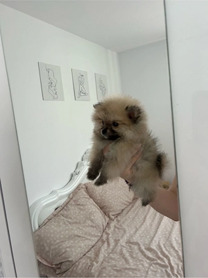 Fetita Pomeranian 