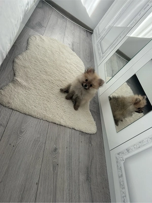 Fetita Pomeranian  - imagine 3